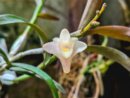 Close-up of a white Dendrobium sp. orchid blooming on a branch, showing its soft petals, natural texture, and tropical forest habitat.の写真素材
