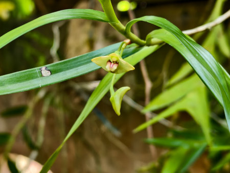 A detailed close-up of a wild orchid showing pale yellow petals and a pink center among slender green leaves in a natural setting.の写真素材
