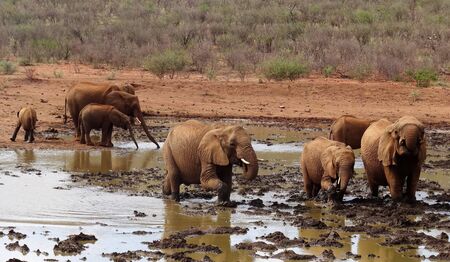 Elephants in Mudの写真素材