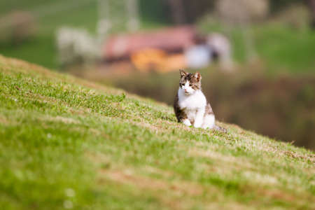 Little cat waiting in the grassの写真素材