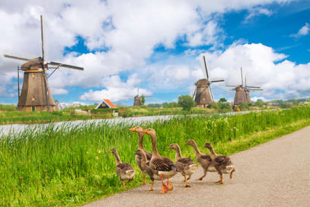 A family of Ducks near the dutch mills in Kinderdijk, Netherlandsの写真素材