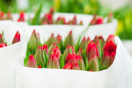 Red tulips on the market in Amsterdam, Netherlandsの写真素材