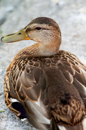 Closeup to female duckの写真素材