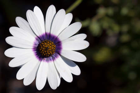 White Osteospermumの写真素材