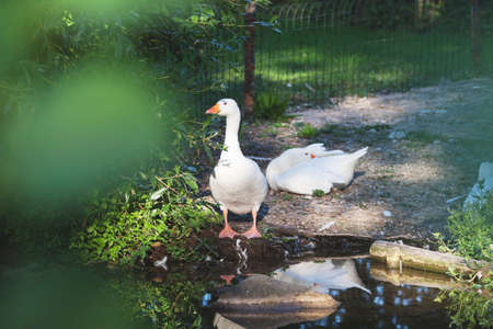 Pair of gooses on the bank of the lakeの写真素材
