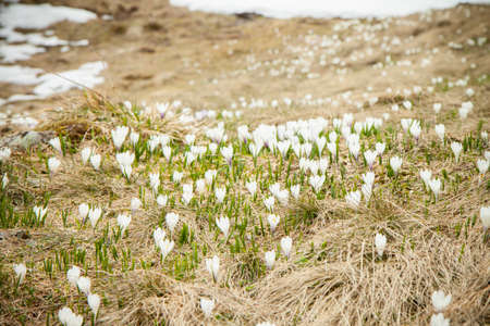 Spring Crucus Flowers in the Swiss Alpsの写真素材