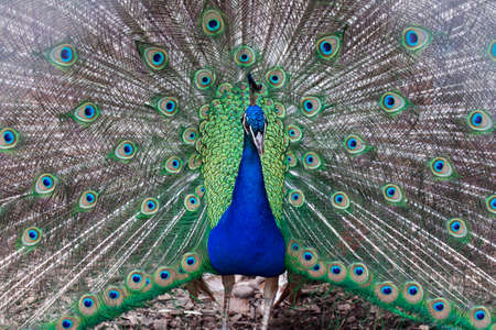 Beautiful peacockの写真素材