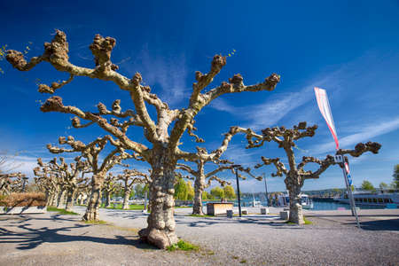 Trees and flowers along the embarkment in the Kreuzlingen city center near Konstanz city with the...