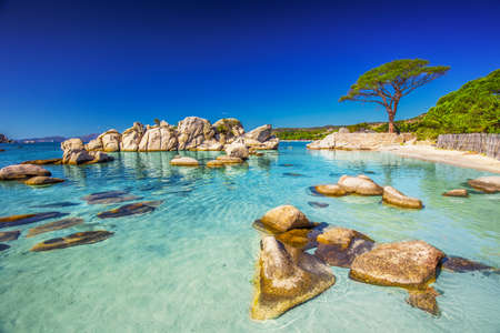 Famous pine tree on Palombaggia beach with azure clear water and sandy beach on the south part of Corsica, Franceの写真素材