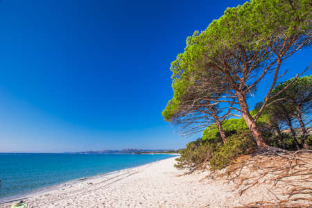 Sandy Palombaggia beach with pine trees and azure clear water, Corsica, France, Europe.の写真素材