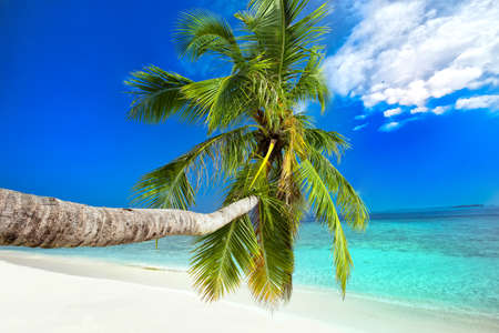 Palm tree on tropical island with turquoise clear water. の写真素材