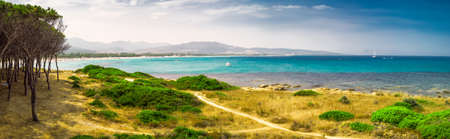 Pine trees on Budoni beach, Sardinia, Italy, Europe.の写真素材