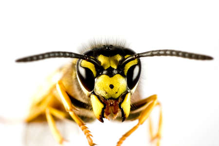 head of wasp in extreme close up with white background and blured bodyの写真素材