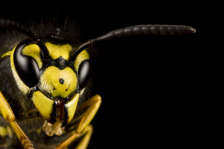 head of wasp in extreme close up with black backgroundの写真素材