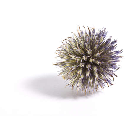 seed of a crop with shadowの写真素材