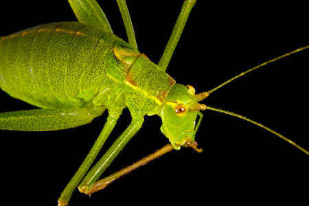 Green grasshopper on blackの写真素材
