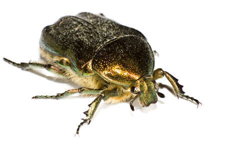 iridescent bug in close up. colorful insectの写真素材