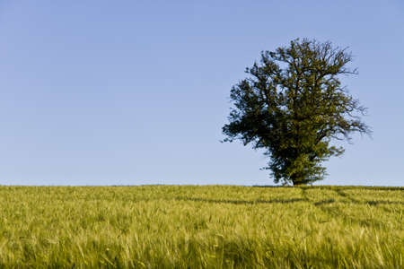 tree, blue sky and grainfieldの写真素材
