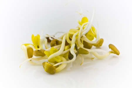 fresh healthy scion on white backgroundの写真素材