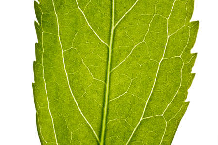 part of green leaf in close up. nice for use in backgroundの写真素材