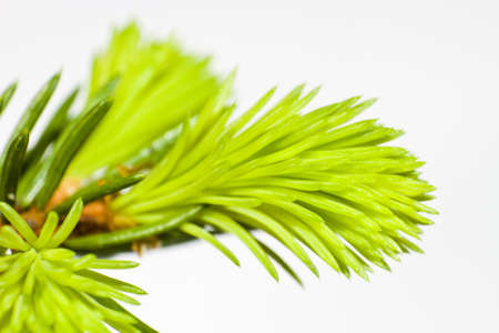 close-up of fir tree with nice fresh greenの写真素材