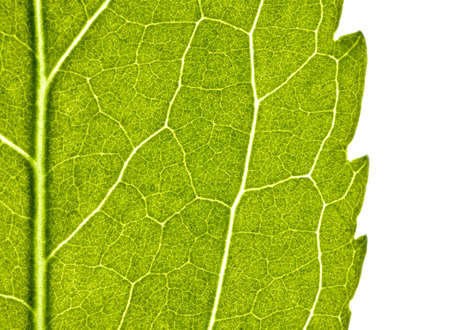 green leaf with structure in close up. With copyspace. Isolated on whiteの写真素材