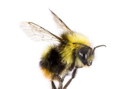 bumblebee in close up on light backgroundの写真素材