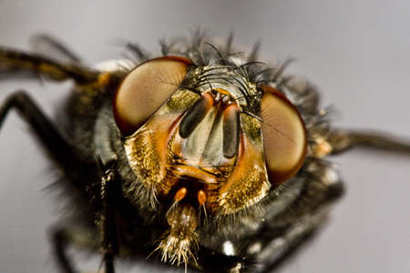 flying horse fly in extreme close up with grainy background, agressive imageの写真素材