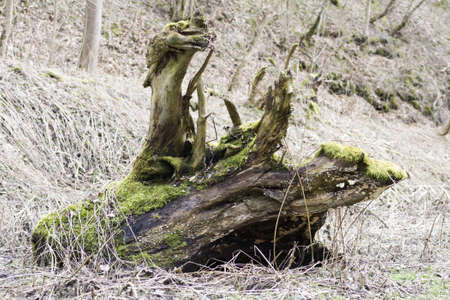 deracinated old plant rootの写真素材