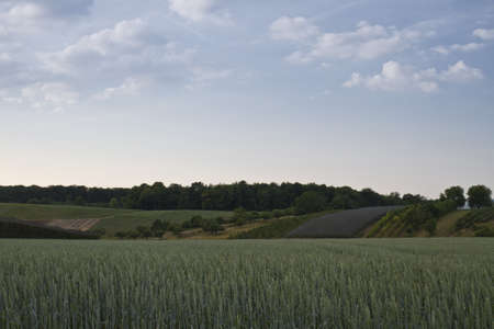 grainfield with cloudy sky and trees in backgroundの写真素材