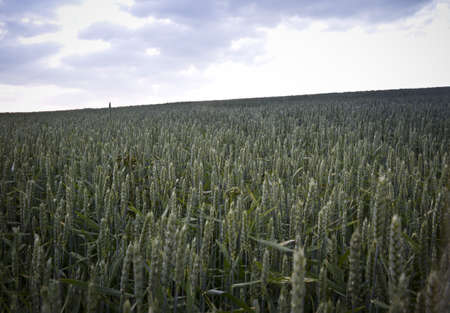 blue sky over green wheet. landscape in south west germanyの写真素材