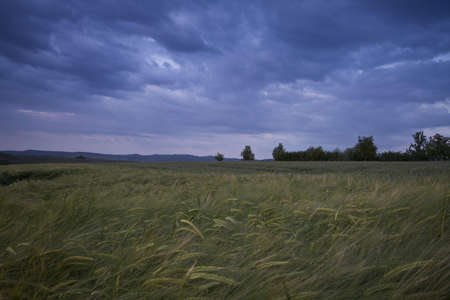 grainfield with cloudy sky and trees in backgroundの写真素材