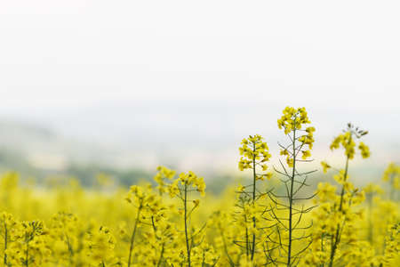 yellow colza with nice depth of field. landscape in backgroundの写真素材