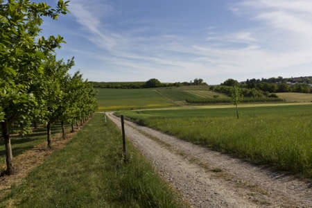 rural scene in south germany with trees and fieldsの写真素材