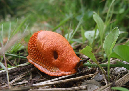 surface shot of a red slug while creeping on the ground in green backの写真素材
