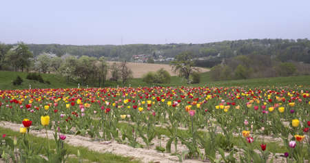 lots of tulips in Southern Germanyの写真素材