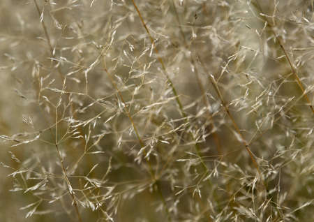 abstract natural background of filigree sere grass detailの写真素材