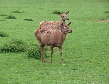 two Red Deers in green grassy ambianceの写真素材