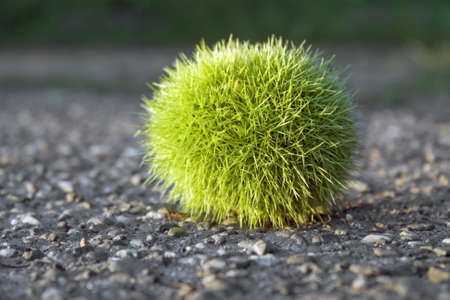 low angle shot of a fresh green chestnut ball on tarmacの写真素材
