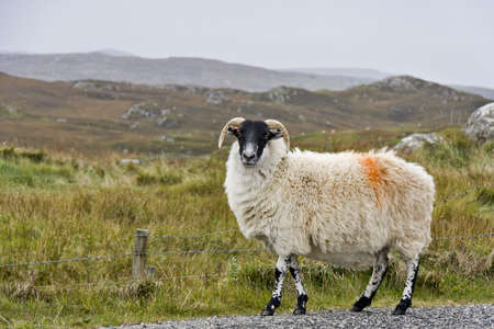 white sheep with black head in scottish landscape looking to the cameraの写真素材