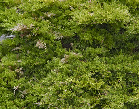full frame natural background showing thuja foliageの写真素材