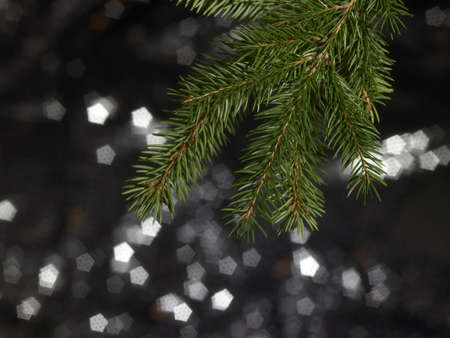 detail of a green fir branch in dark blurry back