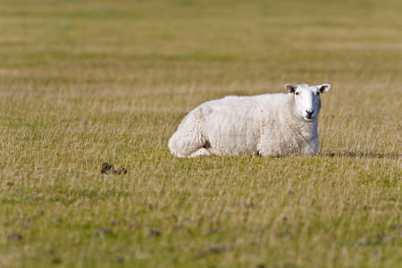 single sheep on green grass. looking to cameraの写真素材