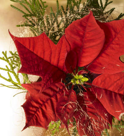 christmas background with poinsettia flower closeup and some decorationの写真素材