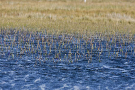 weed in blue water. nice background imageの写真素材