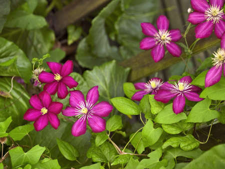 some violet Clematis flowers in leavy backの写真素材