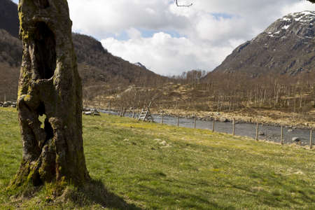 old, hollow tree with grassland, river and mountains in backgroundの写真素材
