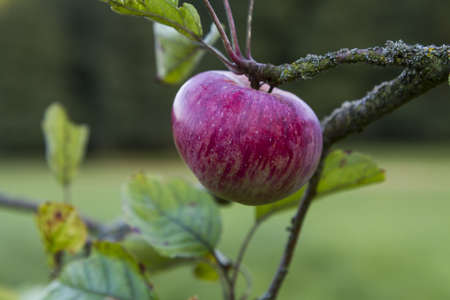 red apple hanging at tree  blurred background