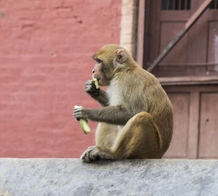 single monkey in nepal sitting on a wall  horizontal image 