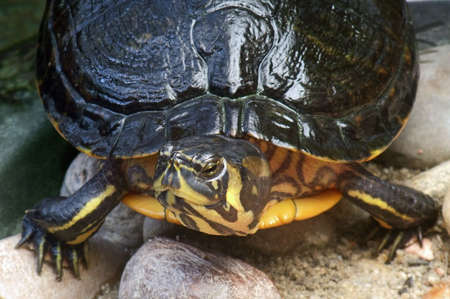 high angle frontal detail of a freshwater turtle in stony ambianceの写真素材